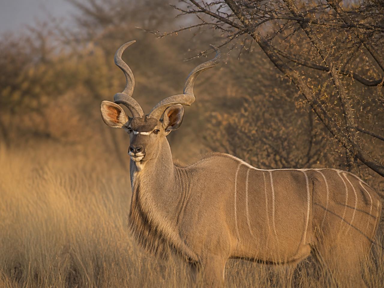 Buck in tall grass among indigenous trees
